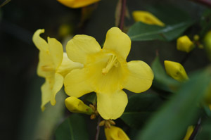 Carolina Yellow Jessamine flowers